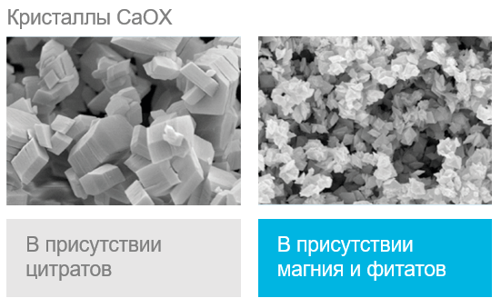 Фитаты и магний оказывают синергический эффект, ингибируя кристаллизацию кальций-оксалатов сильнее цитратов